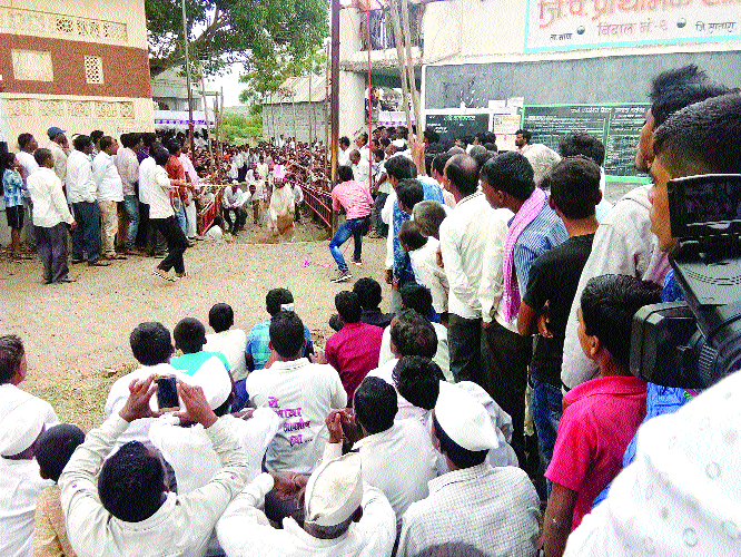 Eleven-rupee pylon struck by bulls in Bidal | बिदालमध्ये बैलांनी मारले अठरा फुटांवरील तोरण Eleven-rupee pylon struck by bulls in Bidal | बिदालमध्ये बैलांनी मारले अठरा फुटांवरील तोरण