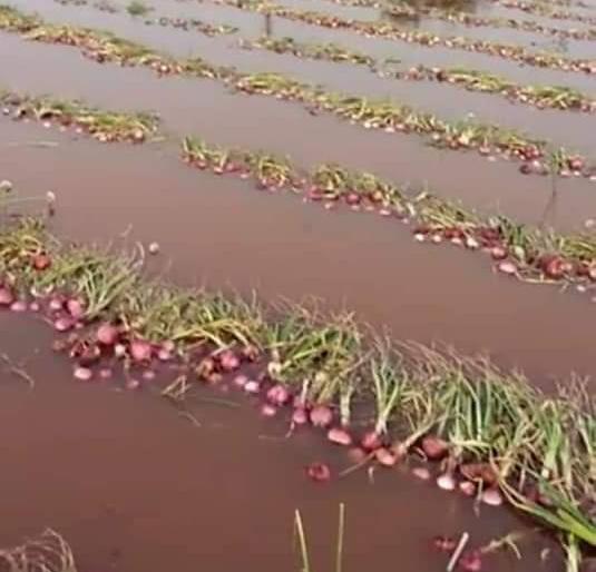 The return rains hit the farmer | परतीच्या पावसाने शेतकऱ्याचा केला घात The return rains hit the farmer | परतीच्या पावसाने शेतकऱ्याचा केला घात