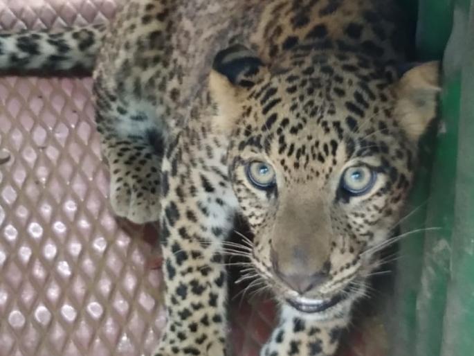 Solicitation of the leopard citizens in Mahajanpur: Three leopards caught in three days | महाजनपूर येथे बिबट्या जेरबंद नागरिकांमध्ये समाधान : तीन दिवसांत दुसरा बिबट्या पकडला Solicitation of the leopard citizens in Mahajanpur: Three leopards caught in three days | महाजनपूर येथे बिबट्या जेरबंद नागरिकांमध्ये समाधान : तीन दिवसांत दुसरा बिबट्या पकडला