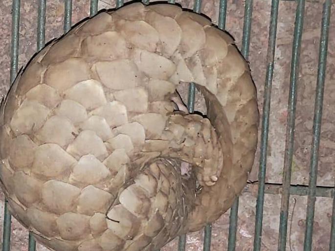 Seven arrested in connection with smuggling cat smugglers | खवले मांजराच्या तस्करी प्रकरणी सात जण ताब्यात, सावंतवाडीत कारवाई