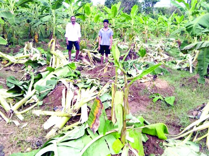 Sindhudurg: Dhumashan and elephant big damages, big loss of Banana horticulture | सिंधुदुर्ग :  हत्तीचे विजघरात धुमशान, केळी बागायतीचे मोठे नुकसान Sindhudurg: Dhumashan and elephant big damages, big loss of Banana horticulture | सिंधुदुर्ग :  हत्तीचे विजघरात धुमशान, केळी बागायतीचे मोठे नुकसान