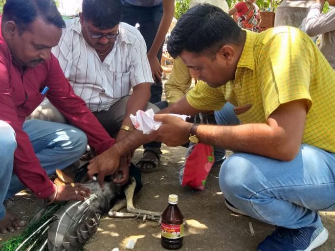 Molar's death from a dog attack | कुत्र्यांच्या हल्ल्यातून मोराला जीवदान Molar's death from a dog attack | कुत्र्यांच्या हल्ल्यातून मोराला जीवदान