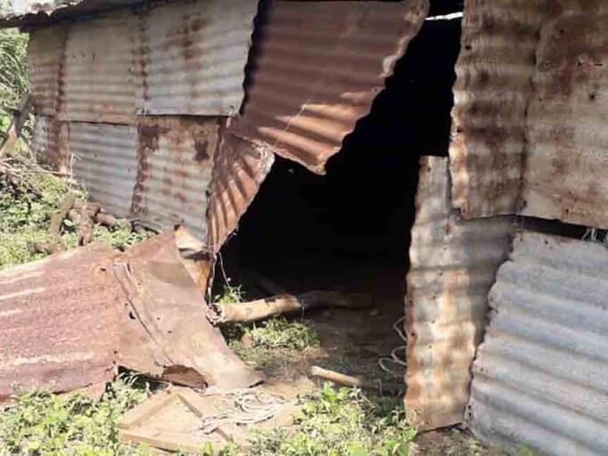 A calf killed in calf attack | बिबट्याच्या हल्ल्यात वासरु ठार A calf killed in calf attack | बिबट्याच्या हल्ल्यात वासरु ठार