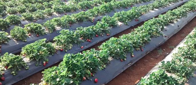 Frozen cold and strawberries fetch fruits for sale in Mahabaleshwar, Panchgani market. | कडाक्याची थंडी अन् स्ट्रॉबेरीची गोडी, महाबळेश्वर, पाचगणीच्या बाजारपेठेत फळे विक्रीसाठी दाखल Frozen cold and strawberries fetch fruits for sale in Mahabaleshwar, Panchgani market. | कडाक्याची थंडी अन् स्ट्रॉबेरीची गोडी, महाबळेश्वर, पाचगणीच्या बाजारपेठेत फळे विक्रीसाठी दाखल
