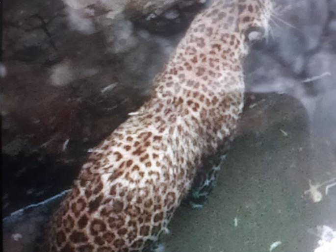 Livelihood of a leper lying in the well | भक्षाच्या नादात विहिरीत पडलेल्या बिबट्याला जीवदान