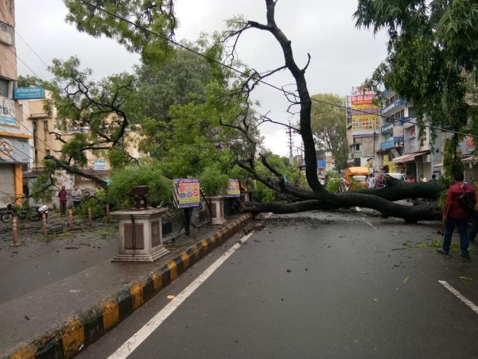 nashik,meher,signal,tree,collapses | मेहेर सिग्नलजवळ निंबाचे झाड कोसळले nashik,meher,signal,tree,collapses | मेहेर सिग्नलजवळ निंबाचे झाड कोसळले