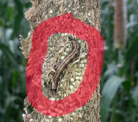 Millet is now in the cornfields | लष्करी अळीचा शिरकाव आता बाजरीच्या कणसात Millet is now in the cornfields | लष्करी अळीचा शिरकाव आता बाजरीच्या कणसात