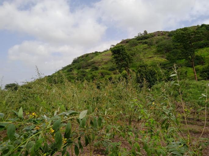 Theft of trumpet pods from the field | शेतातील तुरीच्या शेंगांची चोरी Theft of trumpet pods from the field | शेतातील तुरीच्या शेंगांची चोरी