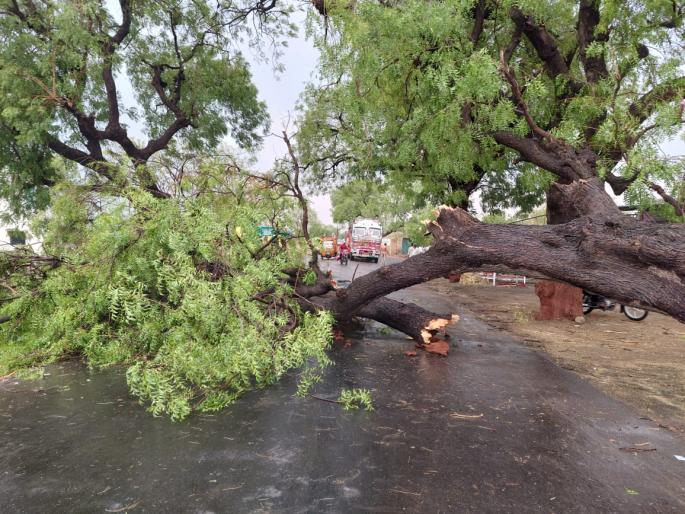 Major damage to lemon orchards due to unseasonal rains | अवकाळी पावसामुळे लिंबू बागांचे मोठे नुकसान Major damage to lemon orchards due to unseasonal rains | अवकाळी पावसामुळे लिंबू बागांचे मोठे नुकसान