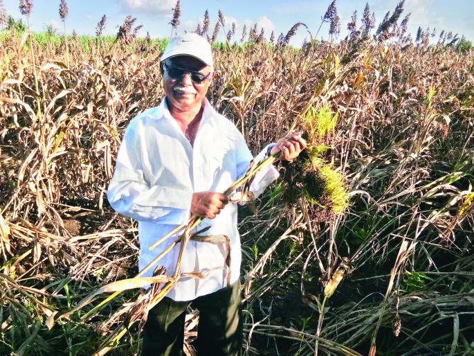 Due to heavy rainfall, the crops on 3,000 hectares were destroyed | अतिवृष्टीमुळे १८ हजार हेक्टरवरील पिके कुजली Due to heavy rainfall, the crops on 3,000 hectares were destroyed | अतिवृष्टीमुळे १८ हजार हेक्टरवरील पिके कुजली