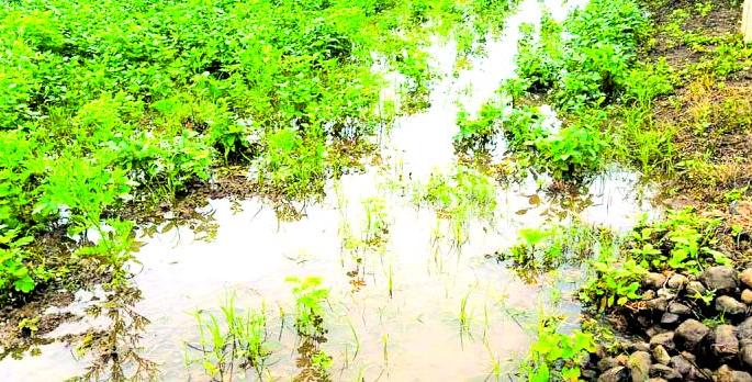 Drizzle in Washim district; Farming work affected! | वाशिम जिल्ह्यात पावसाची रिपरिप; शेतीची कामे प्रभावित ! Drizzle in Washim district; Farming work affected! | वाशिम जिल्ह्यात पावसाची रिपरिप; शेतीची कामे प्रभावित !
