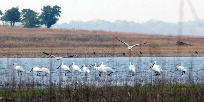 Outside the arrival of foreign guests water reservoirs of Wardha district | विदेशी पाहुण्यांच्या आगमनाने गजबजली वर्धा जिल्ह्यातील जलाशये Outside the arrival of foreign guests water reservoirs of Wardha district | विदेशी पाहुण्यांच्या आगमनाने गजबजली वर्धा जिल्ह्यातील जलाशये