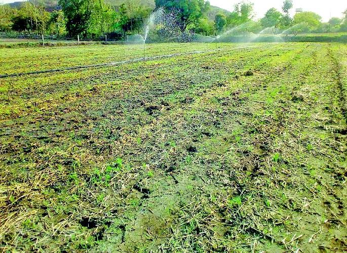 Drought sowing crisis is dark | दुबार पेरणीचे संकट गडद Drought sowing crisis is dark | दुबार पेरणीचे संकट गडद