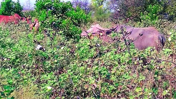 Waiting to sell cotton to farmers | शेतकऱ्यांना कापूस विक्रीची प्रतीक्षा