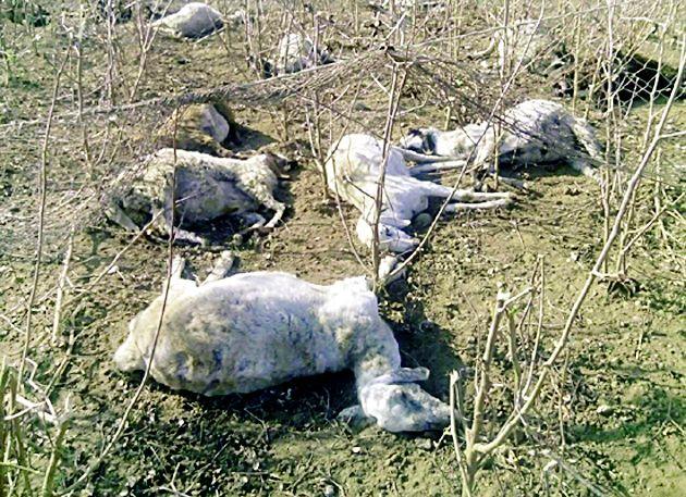 65 deaths in Pawanar | पवनार येथे ६५ मेंढ्यांचा मृत्यू 65 deaths in Pawanar | पवनार येथे ६५ मेंढ्यांचा मृत्यू