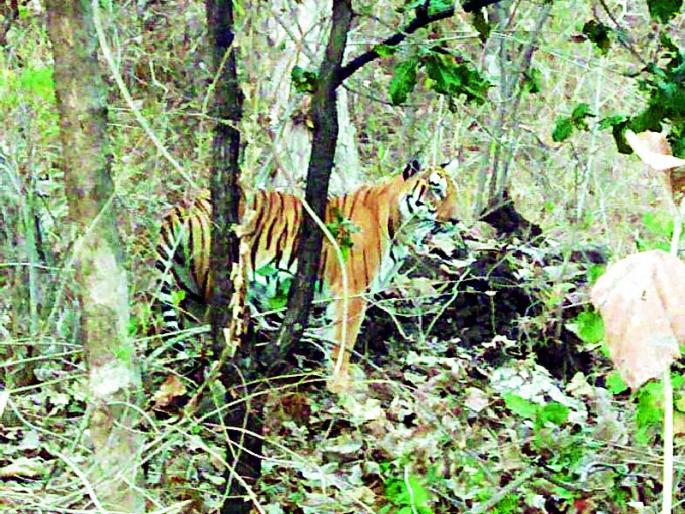 Tourists are katanaatatai katrina | ‘कॅटरिना’ची ऐट खुणावतेय पर्यटकांना Tourists are katanaatatai katrina | ‘कॅटरिना’ची ऐट खुणावतेय पर्यटकांना