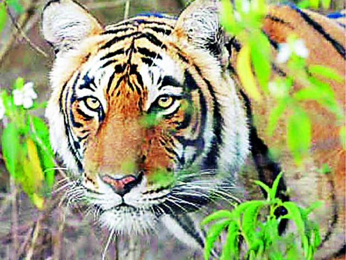 Tiger appeared in Ummirihirat deadly calf killer | व्याघ्र दर्शनाने उमरविहिरात दहशत वासरू ठार Tiger appeared in Ummirihirat deadly calf killer | व्याघ्र दर्शनाने उमरविहिरात दहशत वासरू ठार
