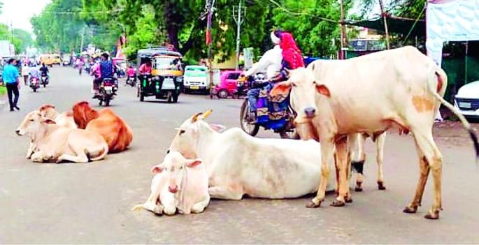 A flock of mock animals on the road | मोकाट जनावरांचा कळप रस्त्यावर A flock of mock animals on the road | मोकाट जनावरांचा कळप रस्त्यावर