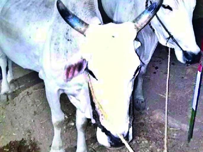 Bailboat ownership due to honesty | प्रामाणिकतेमुळे मिळाला बैलजोडीचा मालक Bailboat ownership due to honesty | प्रामाणिकतेमुळे मिळाला बैलजोडीचा मालक