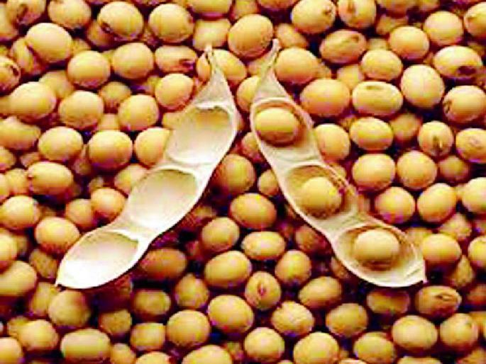 Do not rush to sell soybeans | सोयाबीन विकण्याची घाई करू नका Do not rush to sell soybeans | सोयाबीन विकण्याची घाई करू नका