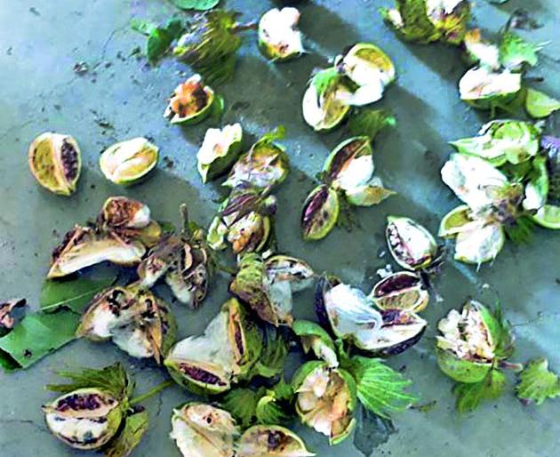 Indictable offense culminated in 'those' seeds | ‘त्या’ बियाण्यांप्रकरणी अखेर अदखलपात्र गुन्ह्याची नोंद