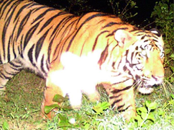 Tiger's entry into the military camp | मिलिटरीच्या छावणीत ‘टायगर’ची एन्ट्री