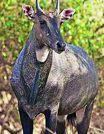 Duck on wild plants of wild animals | वन्यप्राण्यांचा कोवळ्या रोपांवर डल्ला Duck on wild plants of wild animals | वन्यप्राण्यांचा कोवळ्या रोपांवर डल्ला