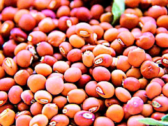 Farmers' economic collapse due to the stoppage of purchase | तुरीची खरेदी थांबल्याने शेतकऱ्यांची आर्थिक कोंडी Farmers' economic collapse due to the stoppage of purchase | तुरीची खरेदी थांबल्याने शेतकऱ्यांची आर्थिक कोंडी