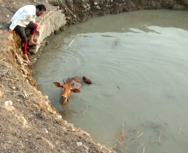 The fiery calf fell into the well .. and the cow took 'this' step ... | अवखळ वासरू विहिरीत पडले.. आणि गायीने थेट ... The fiery calf fell into the well .. and the cow took 'this' step ... | अवखळ वासरू विहिरीत पडले.. आणि गायीने थेट ...