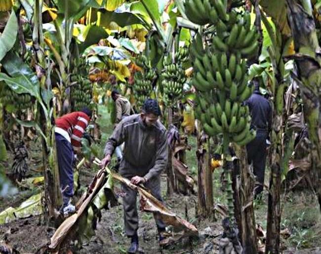 Shocking ... banana is in trouble fungus attack; Emergency in Colombia | धक्कादायक...केळी नामशेष होण्याच्या मार्गावर; कोलंबियामध्ये आपत्कालीन स्थिती
