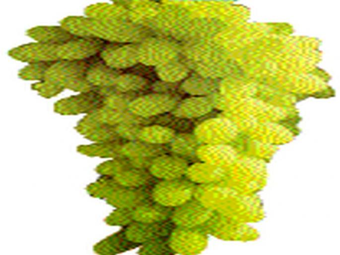 27 thousand plots for export of grape | द्राक्ष निर्यातीसाठी २७ हजार प्लॉट 27 thousand plots for export of grape | द्राक्ष निर्यातीसाठी २७ हजार प्लॉट