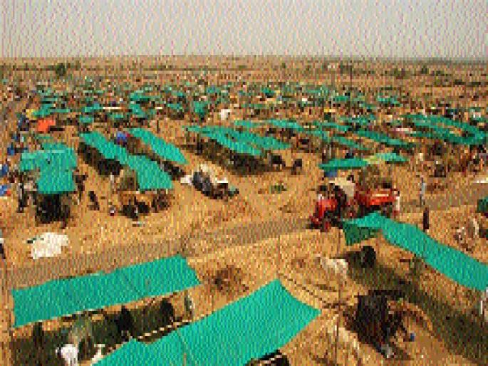 Animal population will bloom? | जनावरांचा आकडा फुगणार? Animal population will bloom? | जनावरांचा आकडा फुगणार?