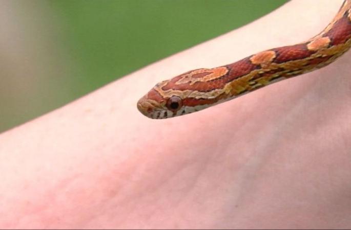 Two-year-old boy dies of snake bite in Bhandara district | भंडारा जिल्ह्यात सर्पदंशाने दोन वर्षीय बालकाचा मृत्यू