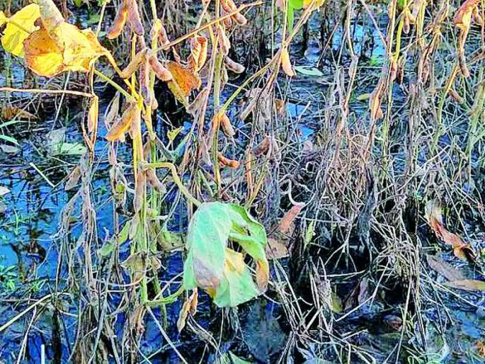 Heavy rains also lashed the district on the second day | दुसऱ्या दिवशीही पावसाची जिल्ह्यात जोरदार हजेरी