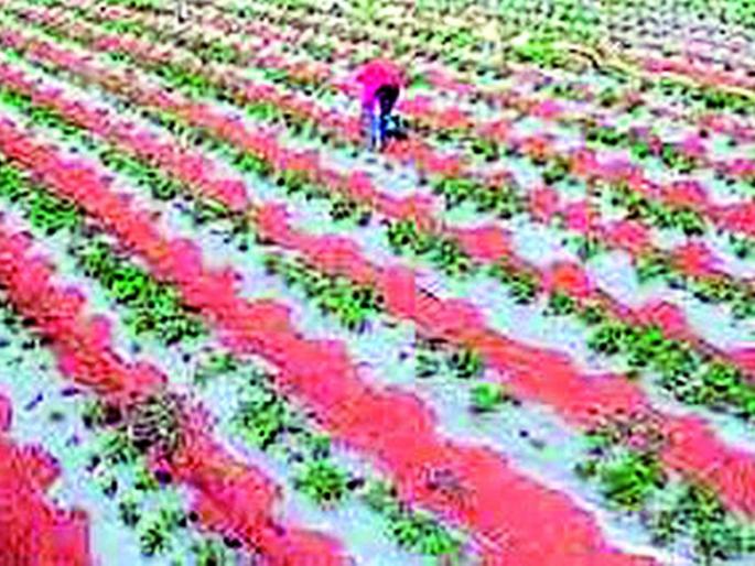 Proposal to Government for Strawberry Research Center at Melghat | मेळघाटात स्ट्रॉबेरी संशोधन केंद्राकरिता शासनाला प्रस्ताव Proposal to Government for Strawberry Research Center at Melghat | मेळघाटात स्ट्रॉबेरी संशोधन केंद्राकरिता शासनाला प्रस्ताव
