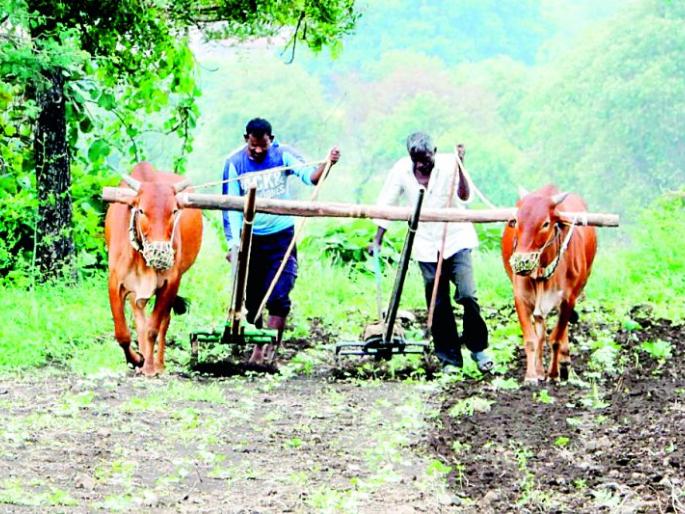 Farmers now focus on cotton and soybeans in Kharipa | शेतकऱ्यांची भिस्त आता खरिपातील कपाशी अन् सोयाबीनवरच