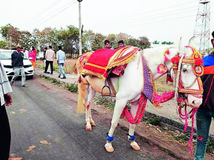 Bhardhaw Travels hit a car and a horse | भरधाव ट्रॅव्हल्सची कार व घोड्याला धडक Bhardhaw Travels hit a car and a horse | भरधाव ट्रॅव्हल्सची कार व घोड्याला धडक