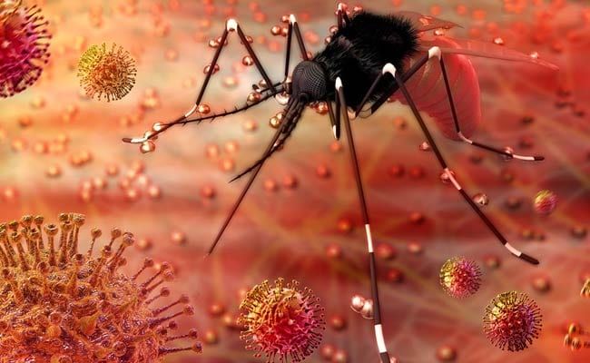 Zika virus threat now after corona! | कोरोनानंतर आता झिका व्हायरसचा धोका!