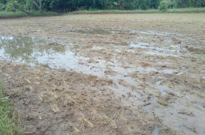 In Gadchiroli district, the paddy crop was damaged by heavy rains | गडचिरोली जिल्ह्यात अतिवृष्टीने धानपीक सडले
