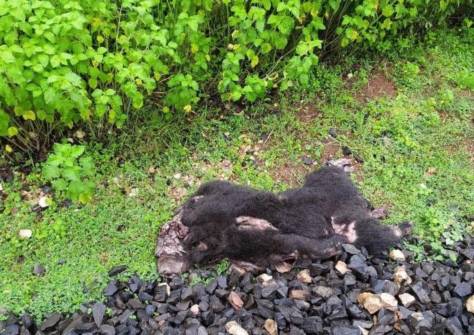 A bear dies in a collision with a freight train in Chandrapur district | चंद्रपूर जिल्ह्यात मालगाडीच्या धडकेत अस्वलाचा मृत्यू