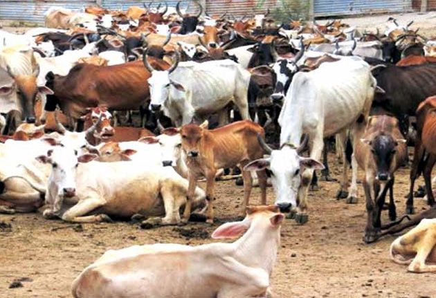 Biogas production in the Gaushala of Arvi in Wardha district | वर्धा जिल्ह्यातील आर्वी येथील गोशाळेत बायोगॅस निर्मिती Biogas production in the Gaushala of Arvi in Wardha district | वर्धा जिल्ह्यातील आर्वी येथील गोशाळेत बायोगॅस निर्मिती