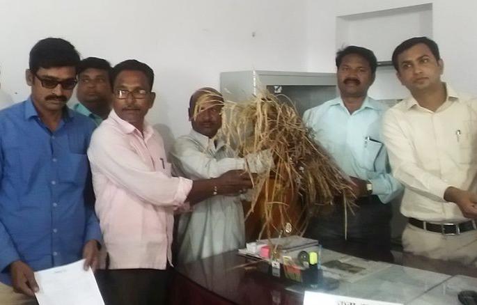 Farmers of Chandrapur gave damaged crop to upper tahasildar as gift | चंद्रपुरातील शेतकऱ्यांनी अप्पर तहसीलदारांना दिली रोगग्रस्त धानाची पेंढी