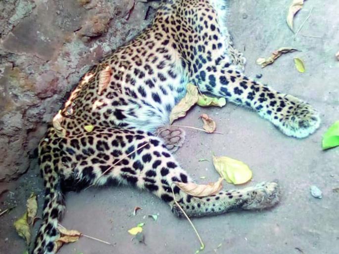 Death of lethargy death at Bhirkond | भिरकोंड येथे बिबट्याचा भुकेने मृत्यू