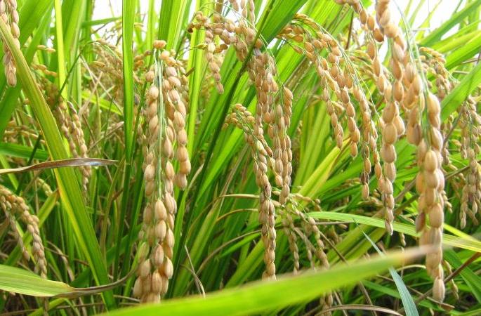 Gondia district's rice crop in the 22,000 hectare district suffered | गोंदिया जिल्ह्यात २२ हजार हेक्टरमधील धानपिकाला अवकाळीचा फटका Gondia district's rice crop in the 22,000 hectare district suffered | गोंदिया जिल्ह्यात २२ हजार हेक्टरमधील धानपिकाला अवकाळीचा फटका