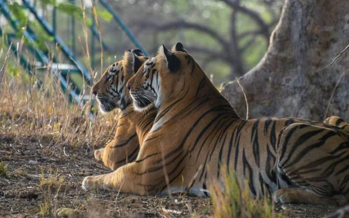 The threat of Corona; Forest tourism in Maharashtra stopped | कोरोनाच्या धास्तीने महाराष्ट्रात वनपर्यटन रोखले The threat of Corona; Forest tourism in Maharashtra stopped | कोरोनाच्या धास्तीने महाराष्ट्रात वनपर्यटन रोखले