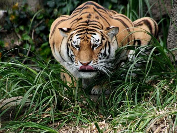 Two farmers injured in tiger attack in Chandrapur district | चंद्रपूर जिल्ह्यात वाघाच्या हल्ल्यात दोन शेतकरी जखमी