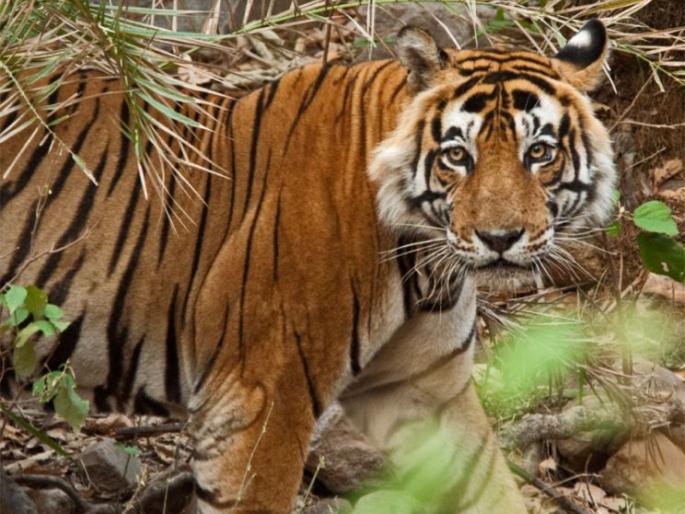 Three people were arrested in tigress hunting case in Chandrapur district | वाघिणीच्या शिकारप्रकरणी वनमजुरासह तिघांना अटक Three people were arrested in tigress hunting case in Chandrapur district | वाघिणीच्या शिकारप्रकरणी वनमजुरासह तिघांना अटक