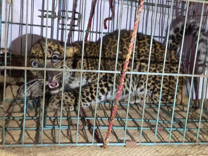 Neighboring two calves in the neighborhood | शेजवलीत बिबट्याचे दोन बछडे जेरबंद Neighboring two calves in the neighborhood | शेजवलीत बिबट्याचे दोन बछडे जेरबंद