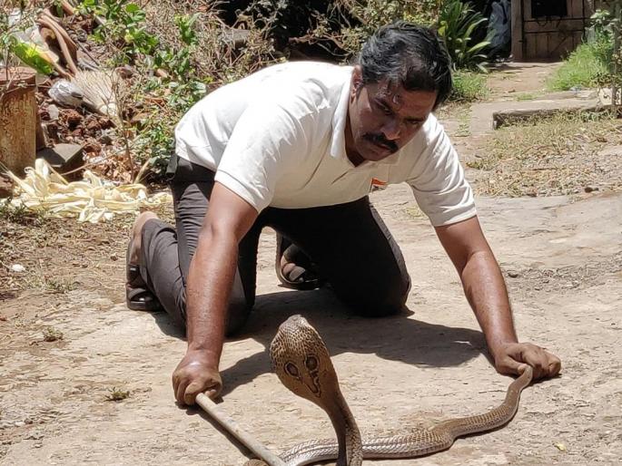 Zoon toxic poison in the area of Phulewadi - left in natural habitation | फुलेवाडी परिसरात जहाल विषारी इंडियन कोब्रा -नैसर्गिक अधिवासात सोडले Zoon toxic poison in the area of Phulewadi - left in natural habitation | फुलेवाडी परिसरात जहाल विषारी इंडियन कोब्रा -नैसर्गिक अधिवासात सोडले