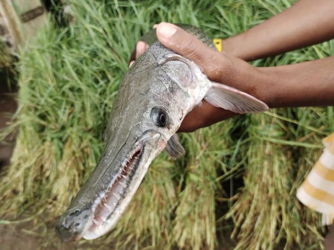 Rare alligator fish found in Panchganga river | पंचगंगेत आढळला मासे खाणारा धोकादायक मासा Rare alligator fish found in Panchganga river | पंचगंगेत आढळला मासे खाणारा धोकादायक मासा